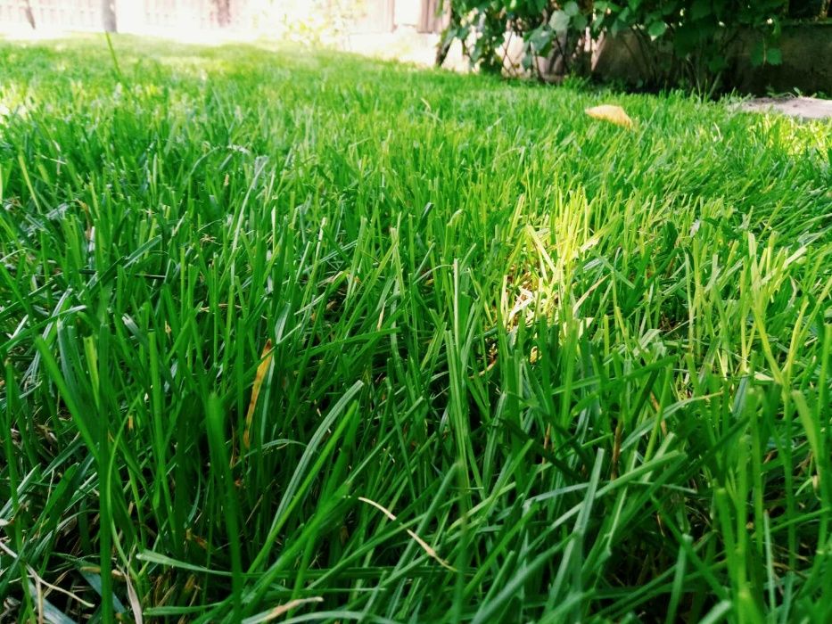 Рулонный и посевной газон,приемлемые цены