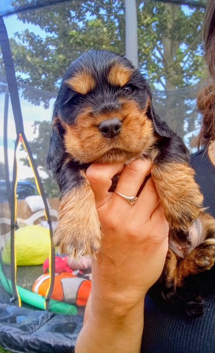 Cocker spaniel angielski