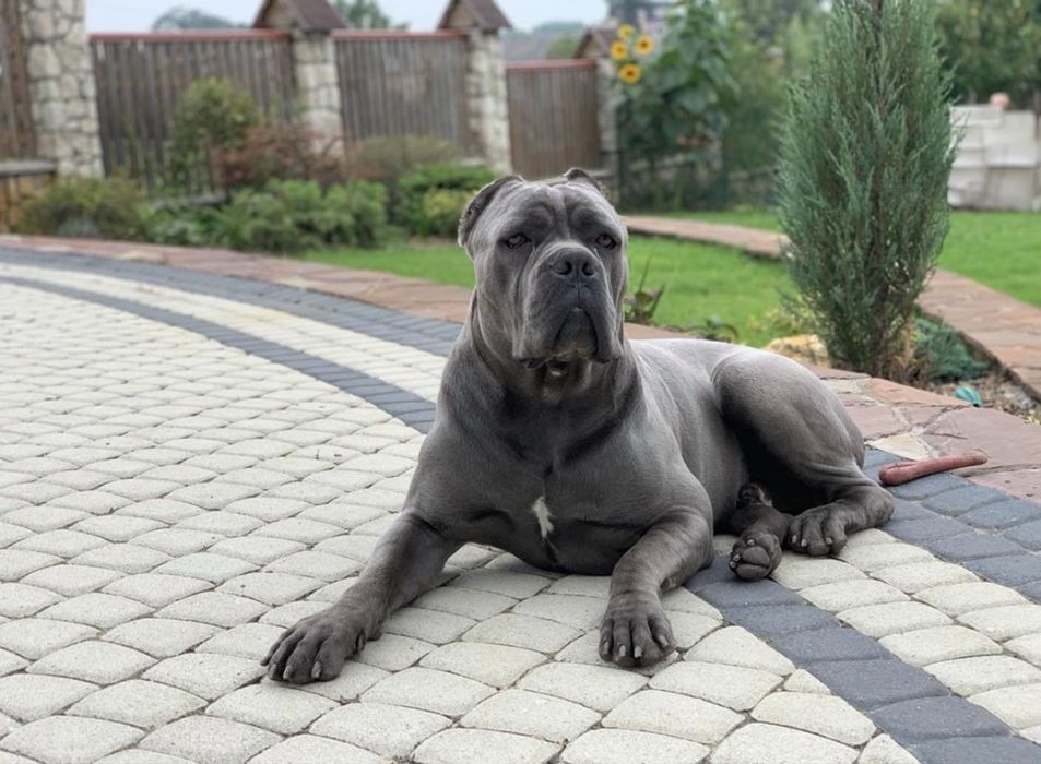 Весняні щенятка Cane corso-від питомнмка