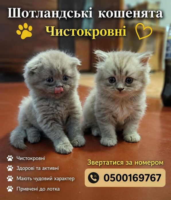 Шотландські кошенята