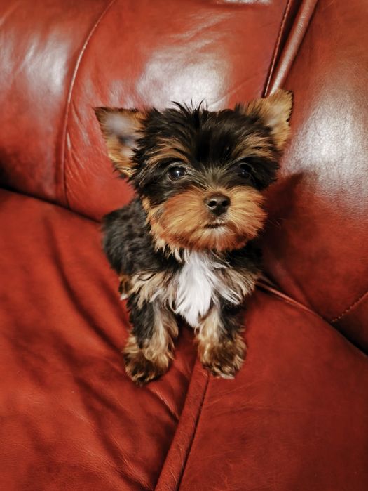 Продам цуценят йориків