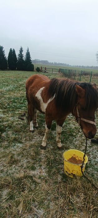 Ogier  huculski 3 letni