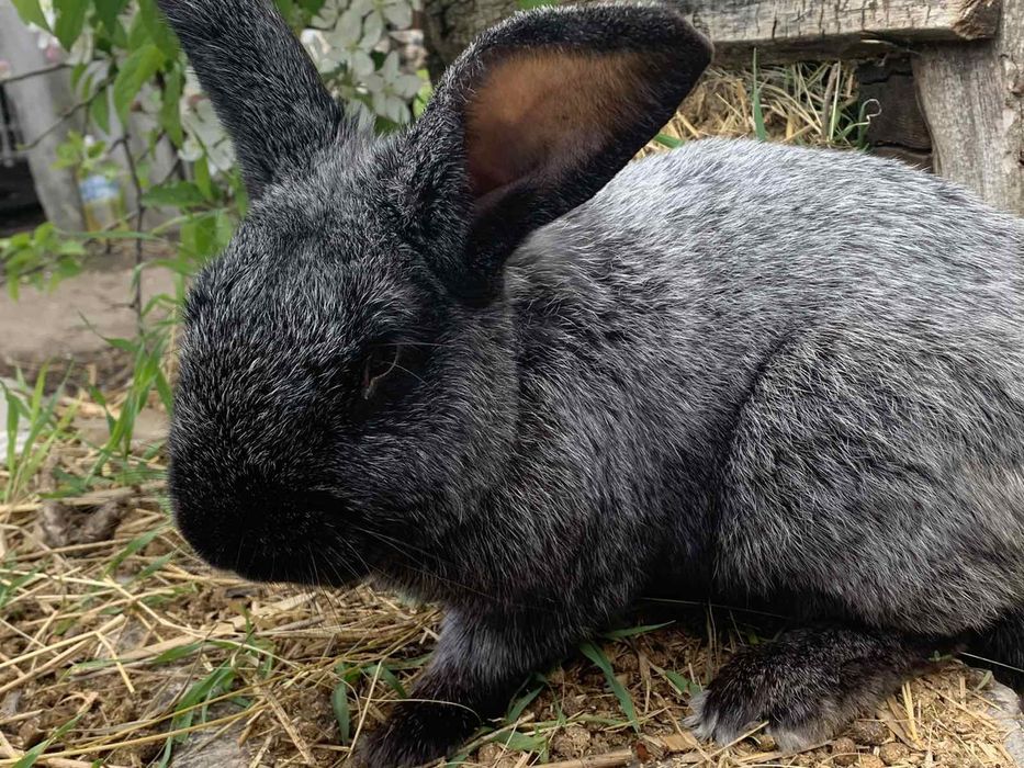 Продам кроликів серебристих