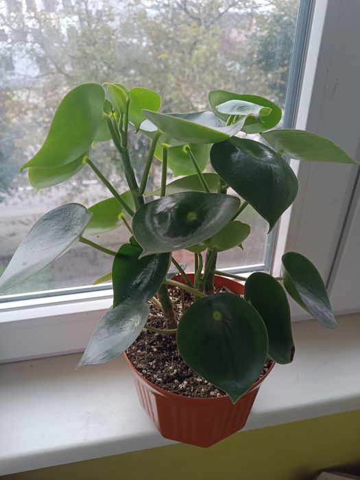 Продам Пілею пеперомієвидну