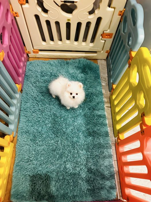 Білосніжний міні хлопчик померанський шпіц