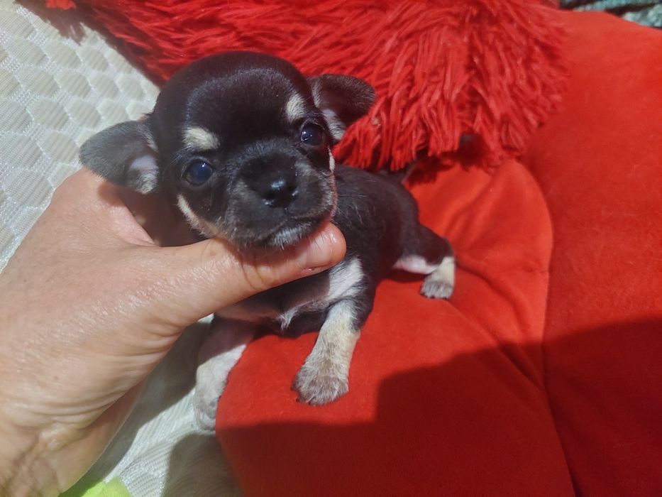 Suczka chihuahua-czarna podpalana laleczka