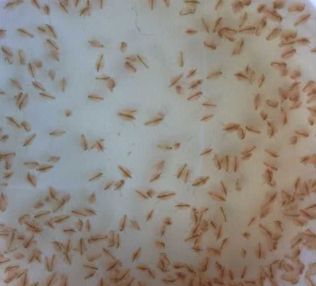 Dáfnias - alimento vivo para peixes de lago Jardim