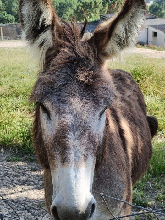 Vendo burro macho