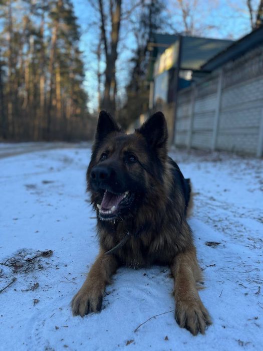 Вязка німецької вівчарки