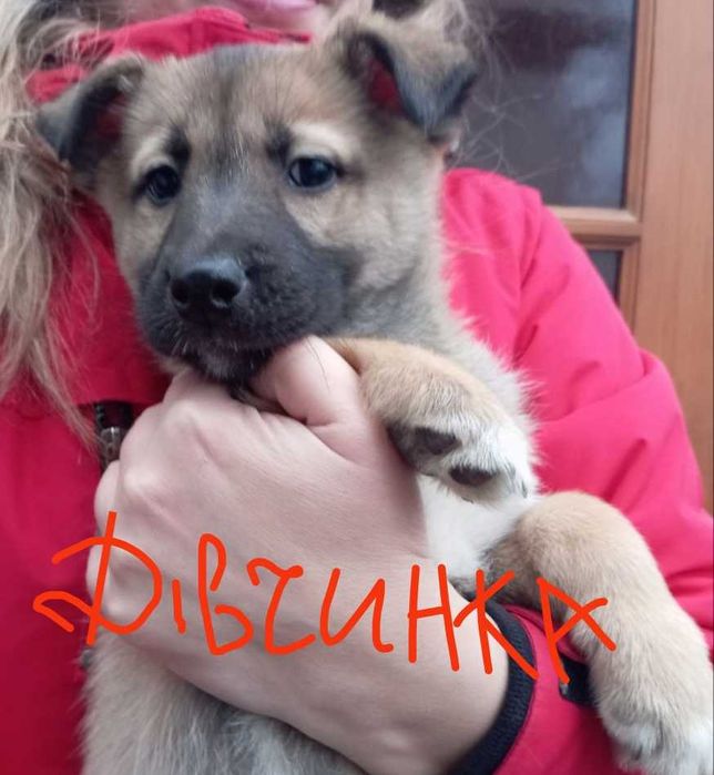 Цуценята від мами Хаскі