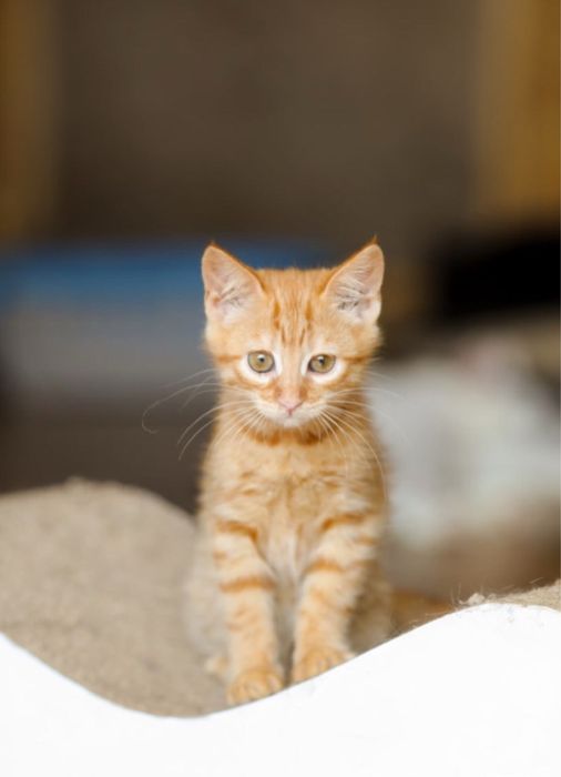 Геля, рыжая красавица, 4 месяца, котенок