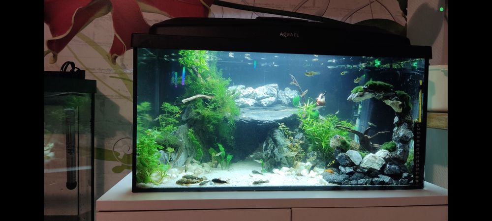 Akwarium 54 lub 120l