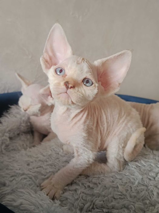 Koteczka Devon Rex (szylkretowy pręgowany point)