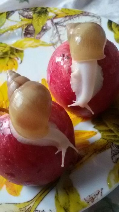 10 грн ЛИМИКОЛЯРИИ Ахатина, АрхАхатина улитки - Равлики