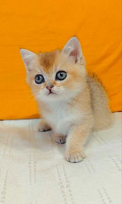 Шотландские котята (ЗОЛОТАЯ ШИНШИЛЛА)