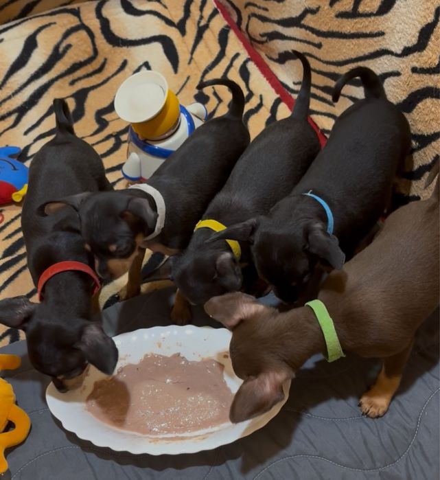 Вʼязка міні той терʼєр до ваших послуг готовий