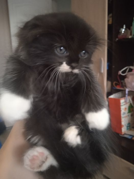 Продажа вислоухих котят