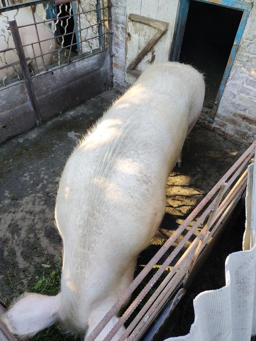 Продам свиню на м'ясо