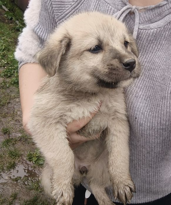 Віддам цуценят в добрі руки) Веселі) грайливі) все їдять