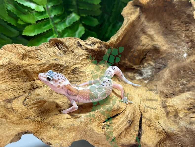 Gekon lamparci gekony lamparcie Opole