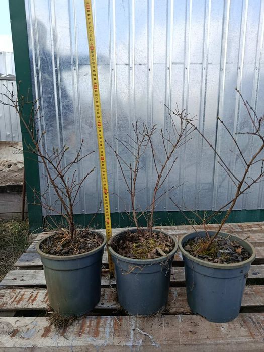 Продам саджанці лохини 2-3 роки