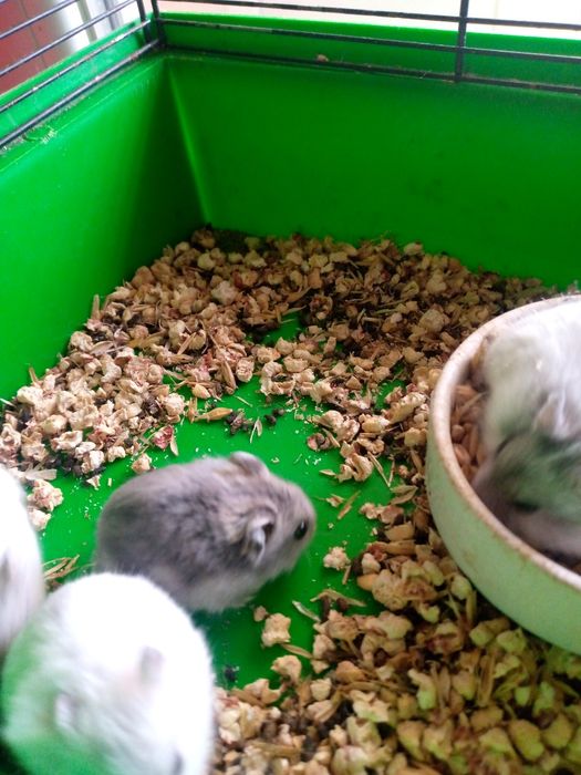 Хомячки Кременчуг