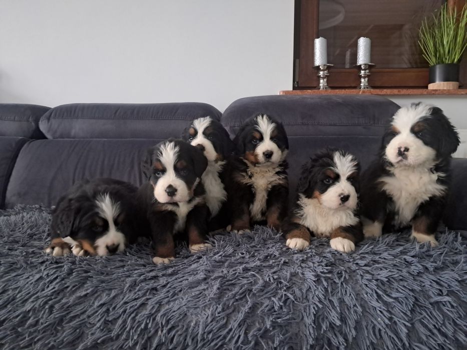 Bernenski pies pasterski