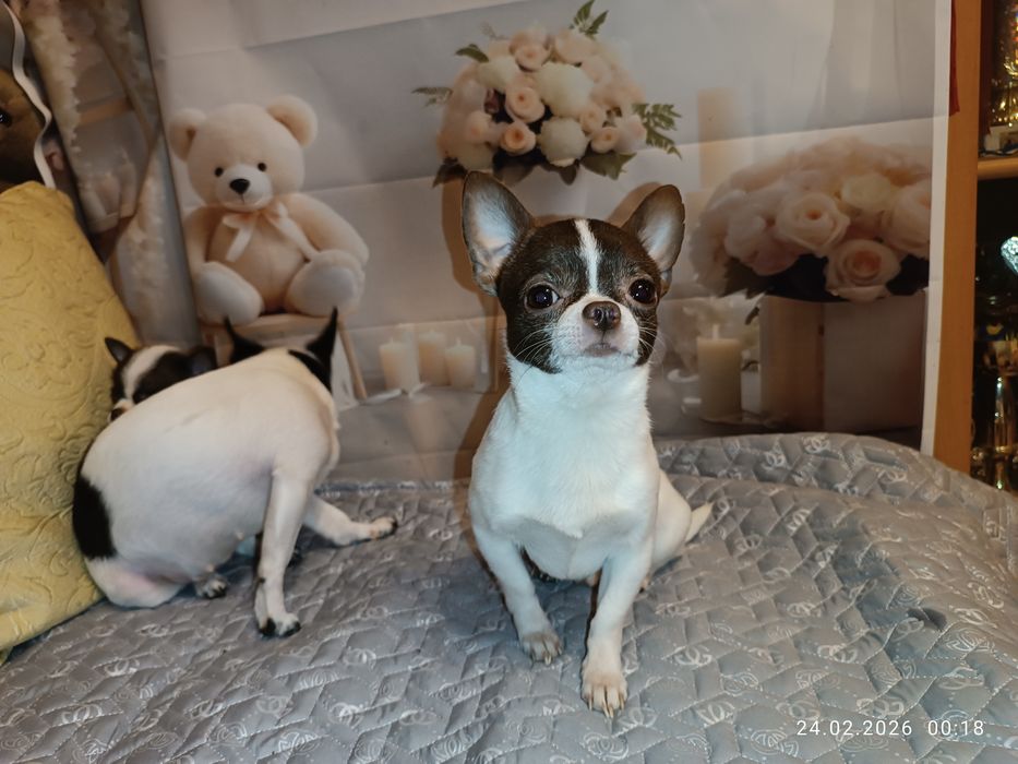 Бетмен пропонує в'язку, міні, 1,5 кг, Чіхуахуа, КСУ