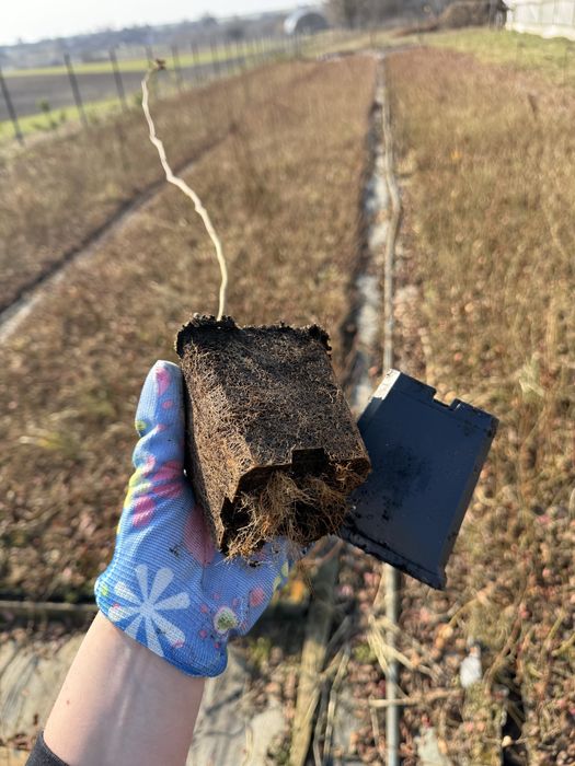 Саджанці лохини опт