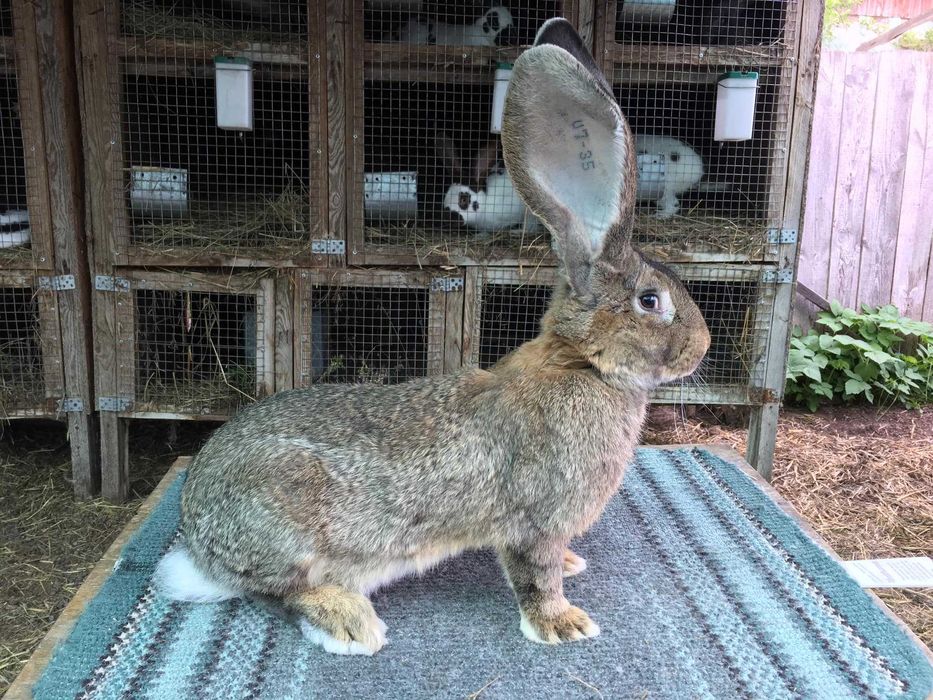 Бельгійський велетень  ( сірий )