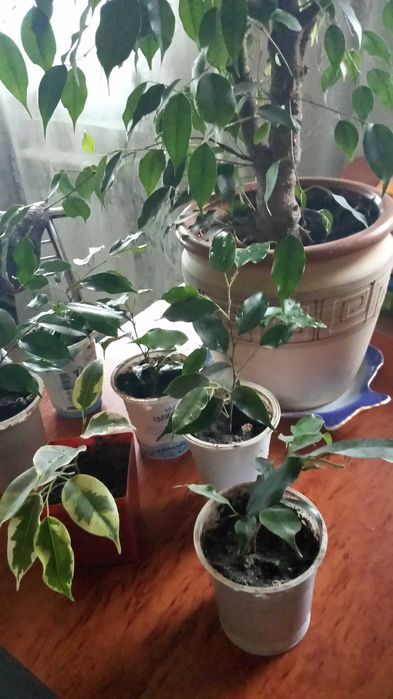 Продам фикус Бенджамина