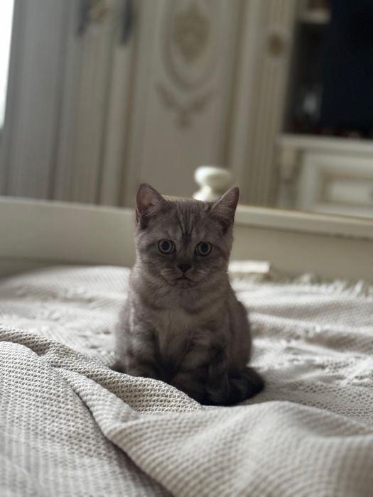 Шотландський прямовухий