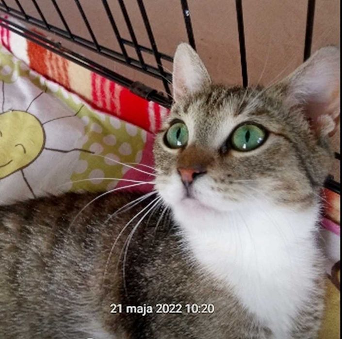 Majeczka - śliczna, 1,5-roczna, wysterylizowana