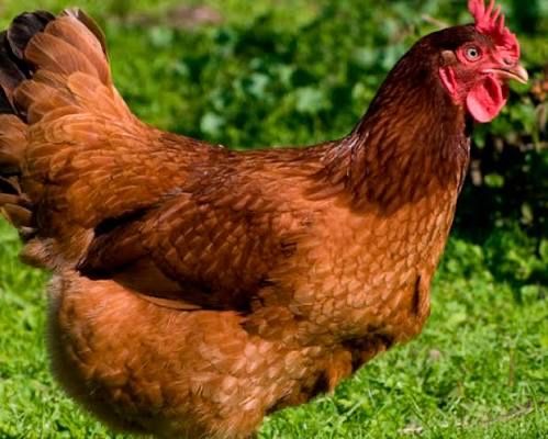 Яйце інкубаційне Редбро