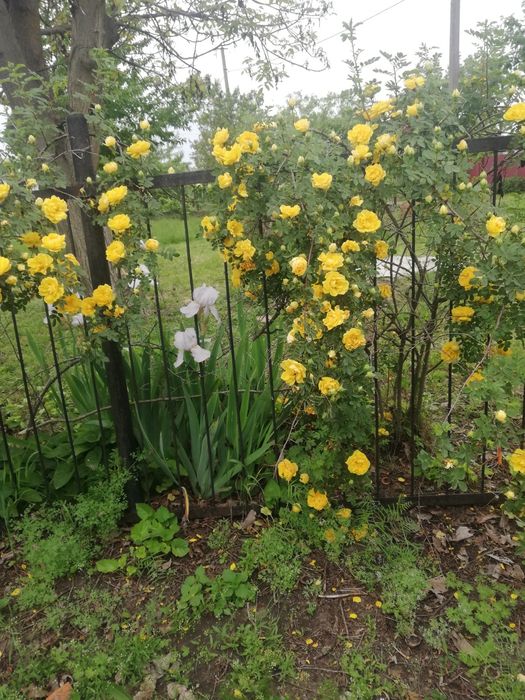 Дача з цегляним будинким кооператив Озон