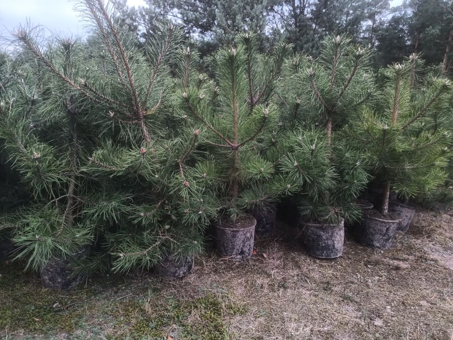 Sosna czarna pinus nigra 80-100 cm
