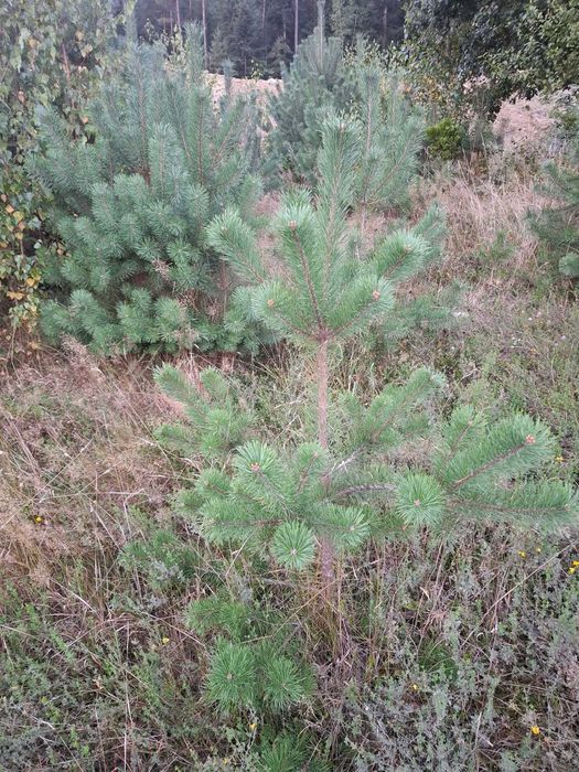 Sosna, brzoza, dąb- drzewka sadzonki