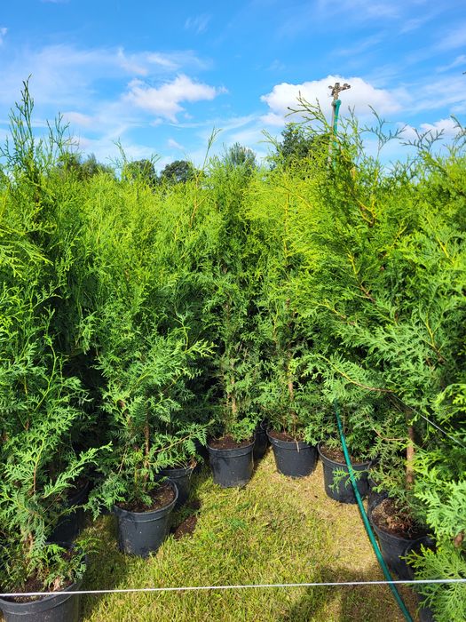 Katalpa, Katalpy, Surmia, Drzewka ozdobne PROMOCJA