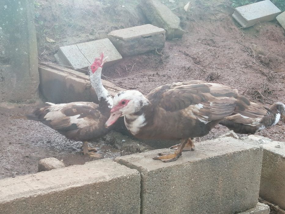 Patos mudos castanhos