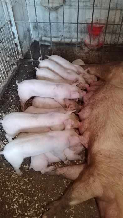 Продам маленькі поросята