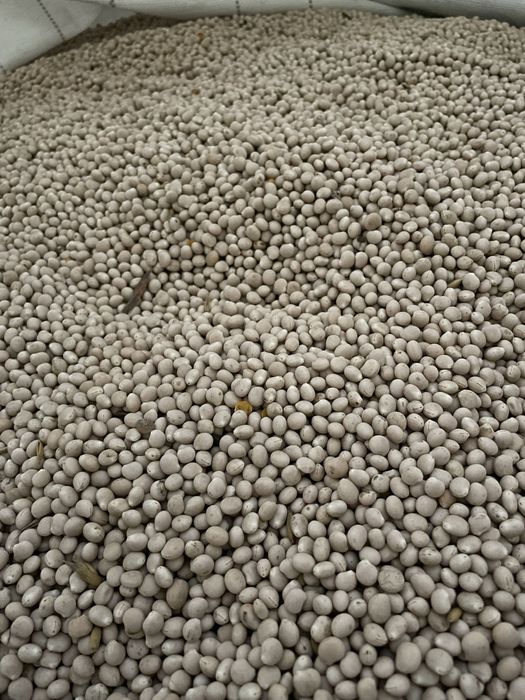 Łubin biały ekologiczny