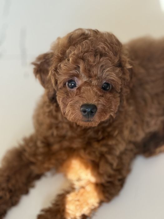 Хлопчик той пудель