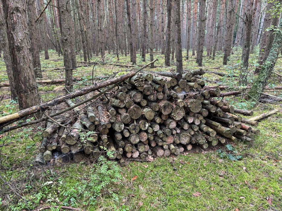Drewno opalowe- gałęziówka- sucha