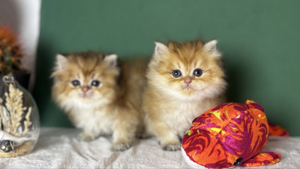 Котики золотої шиншили