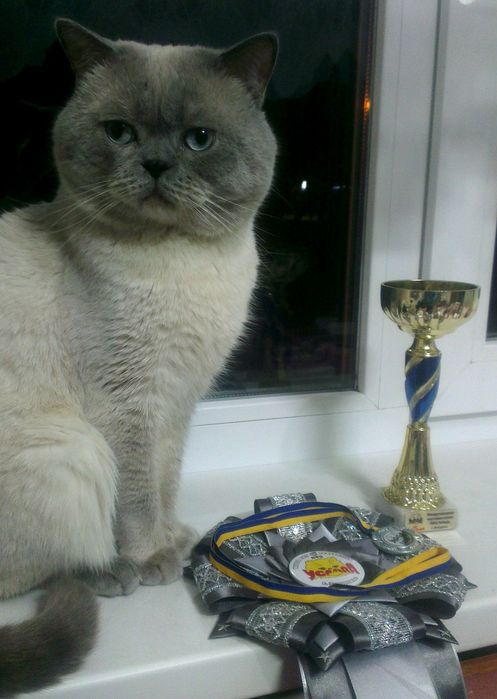 Кот для вислоухих