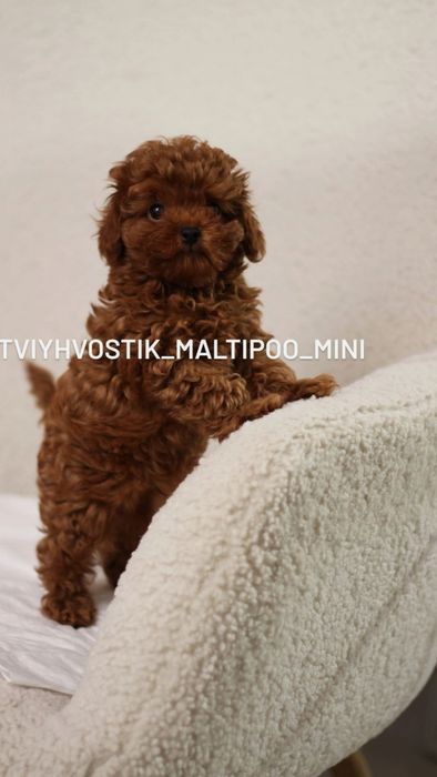 Цуцинята теді мальтипу та пудель
