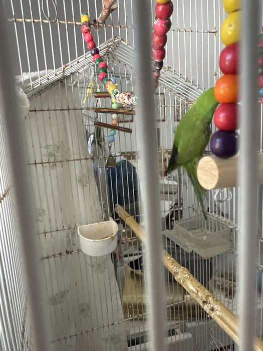 Filhote ringneck