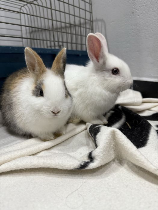 Króliczki miniaturki