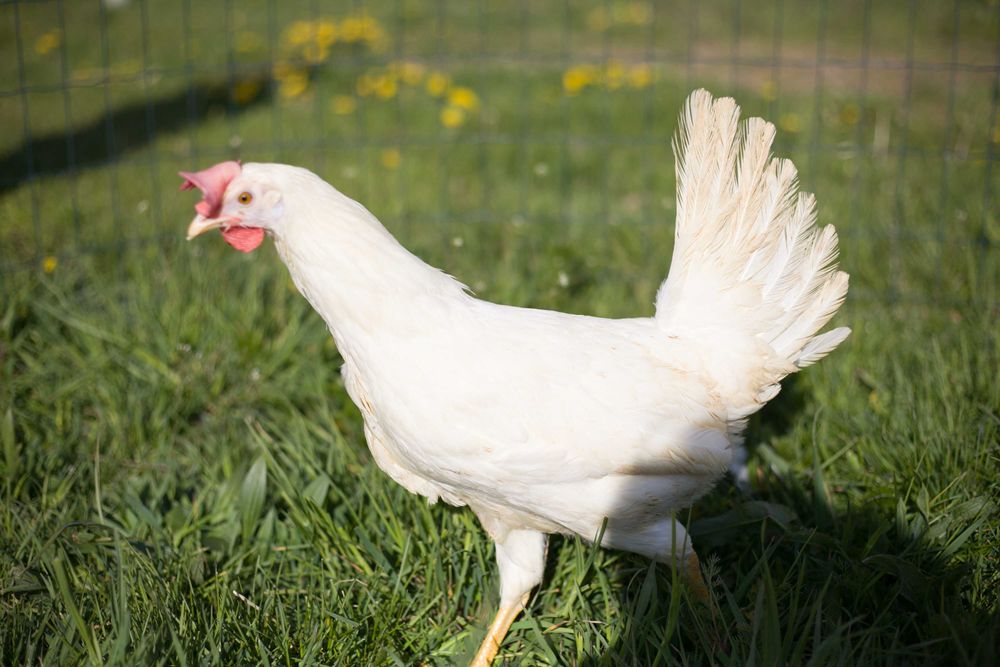 Kurki kokoszki nioski odchowane Tetra biała dowóz gratis