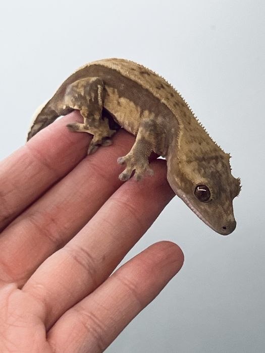 Gekon orzęsiony samica  terrarium transport